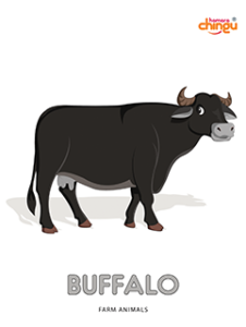 Buffalo