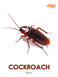 Cockroach