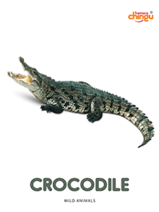 Crocodile