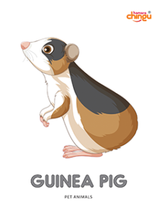 Gunnie Pig