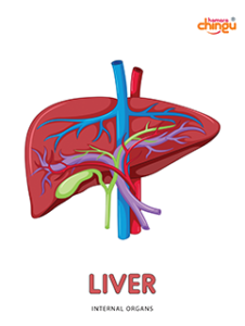 Liver