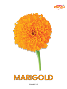 Marigold