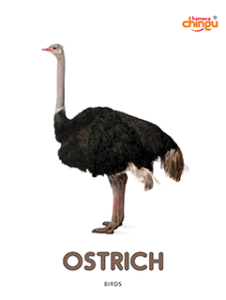 Ostrich