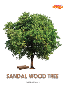 Sandal Wood Tree