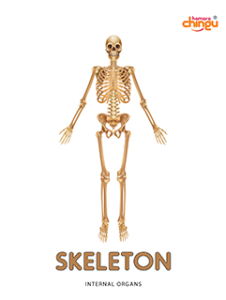 Skeleton