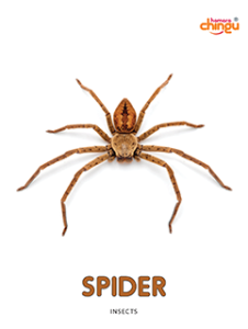 Spider