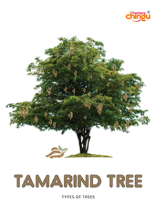 Tamarind Tree